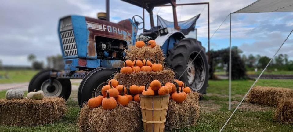 Vintage tractor and stacked pumpkins at pumpkin patch on farm