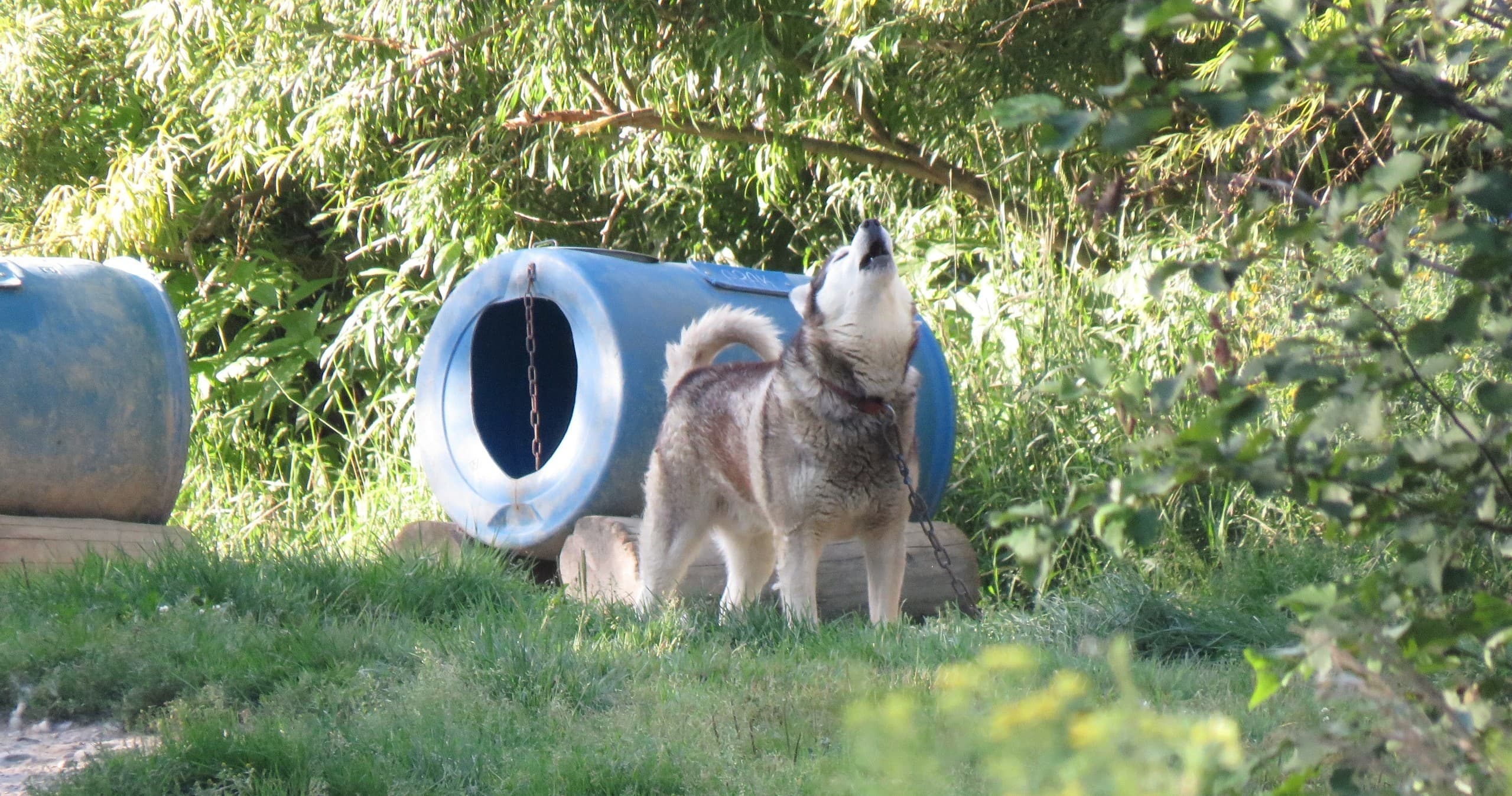 Husky Kennel Tour at Chalets Villégiature & Pourvoirie Daaquam