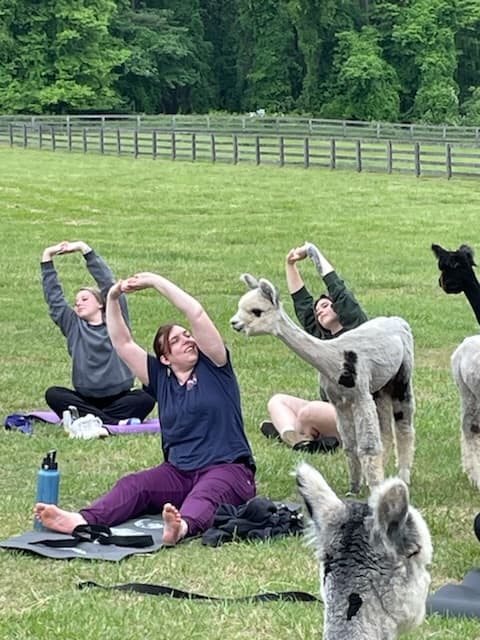 Farm-Field Yoga: Stretch with Alpacas in Finksburg, Maryland photo 3