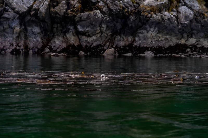 Indigenous Expeditions: Tlingit Cultural & Wildlife Tour from Petersburg, Alaska