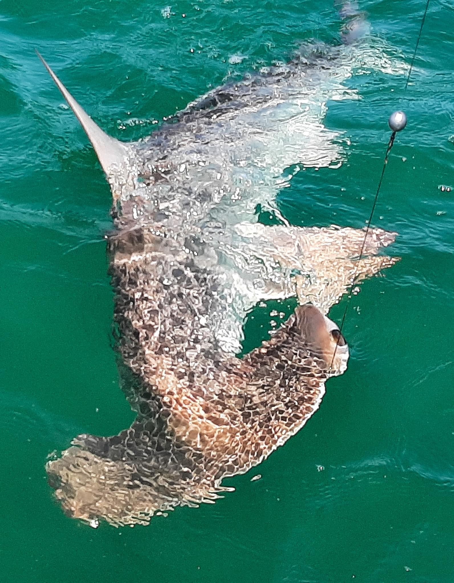Shark Fishing on 33' Stuart Angler with Canaveral Fishing Adventures
