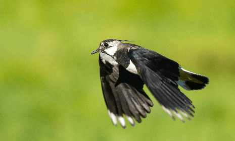 Bird Watching in the Stockholm Archipelago with True Nature Sweden AB