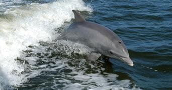 Dolphin Watching Cruise Adventure in Gulfport Harbor