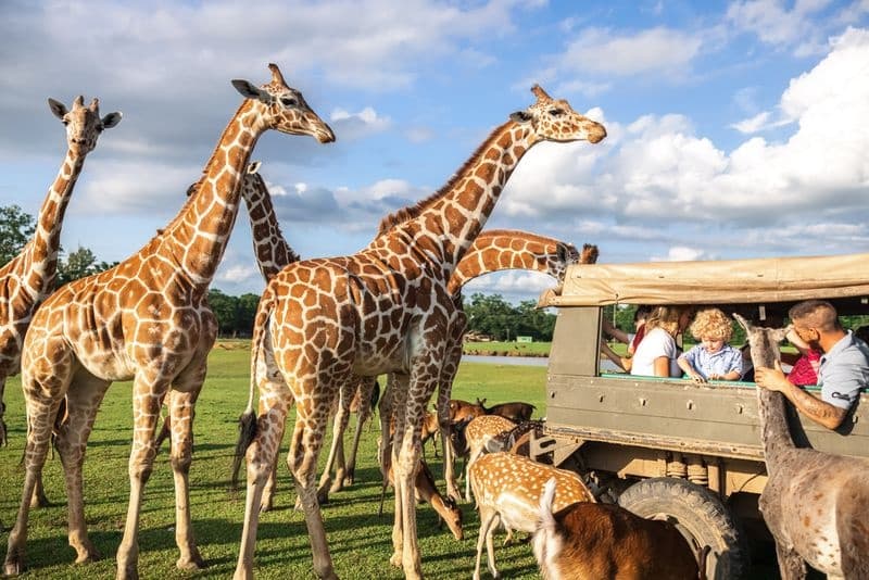 Open-vehicle giraffe safari on grassy savannah with visitors