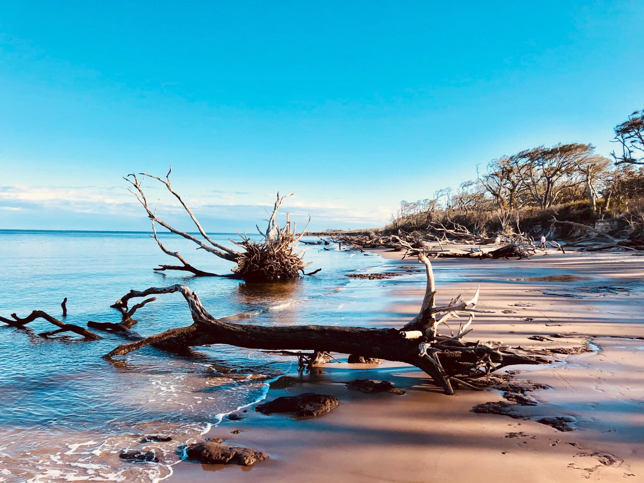 Driftwood on coastal sandy beach, calm ocean shoreline