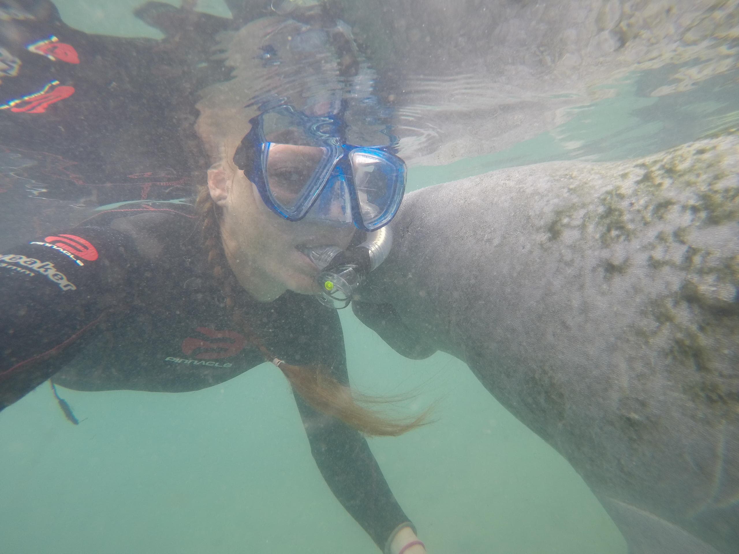 Swim with Manatees on a Private V.I.P. Tour at Crystal River, Florida