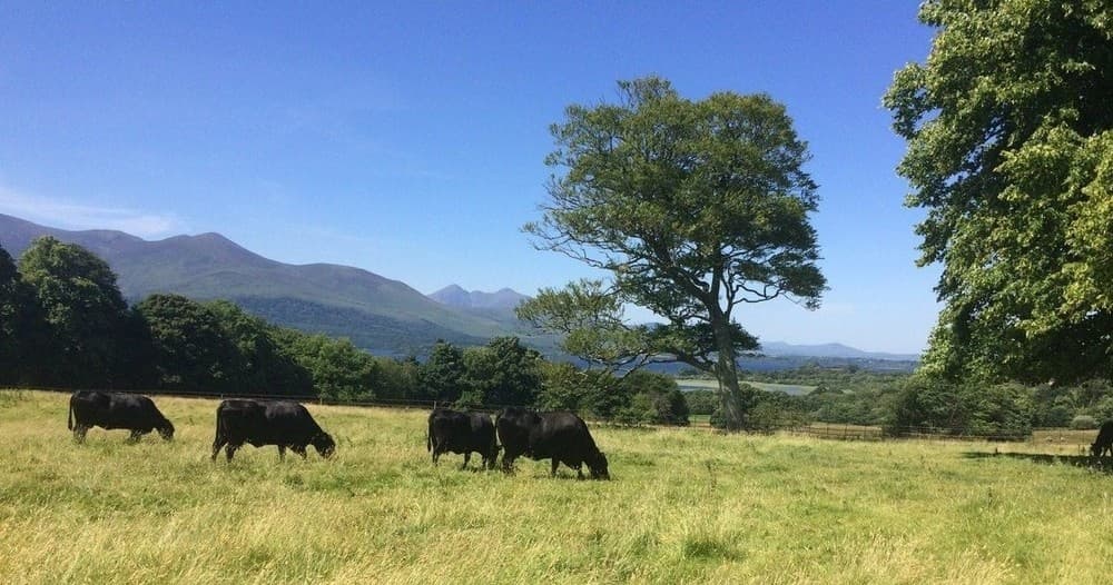 Killarney National Park Shore Excursions by Mary G Tours