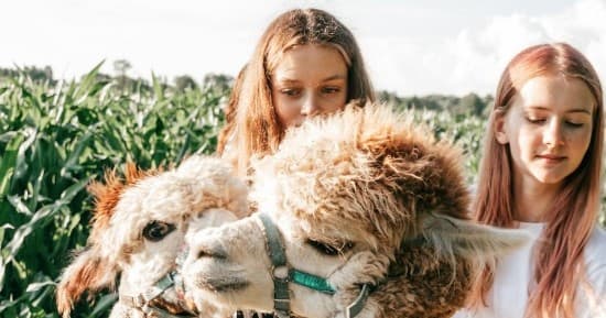 Wildlife & Family Fun at Casacampo Alpaca Ranch