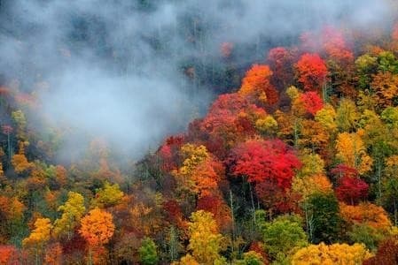 Trees of Many Colors with Tennessee Mountain Tours in Pigeon Forge