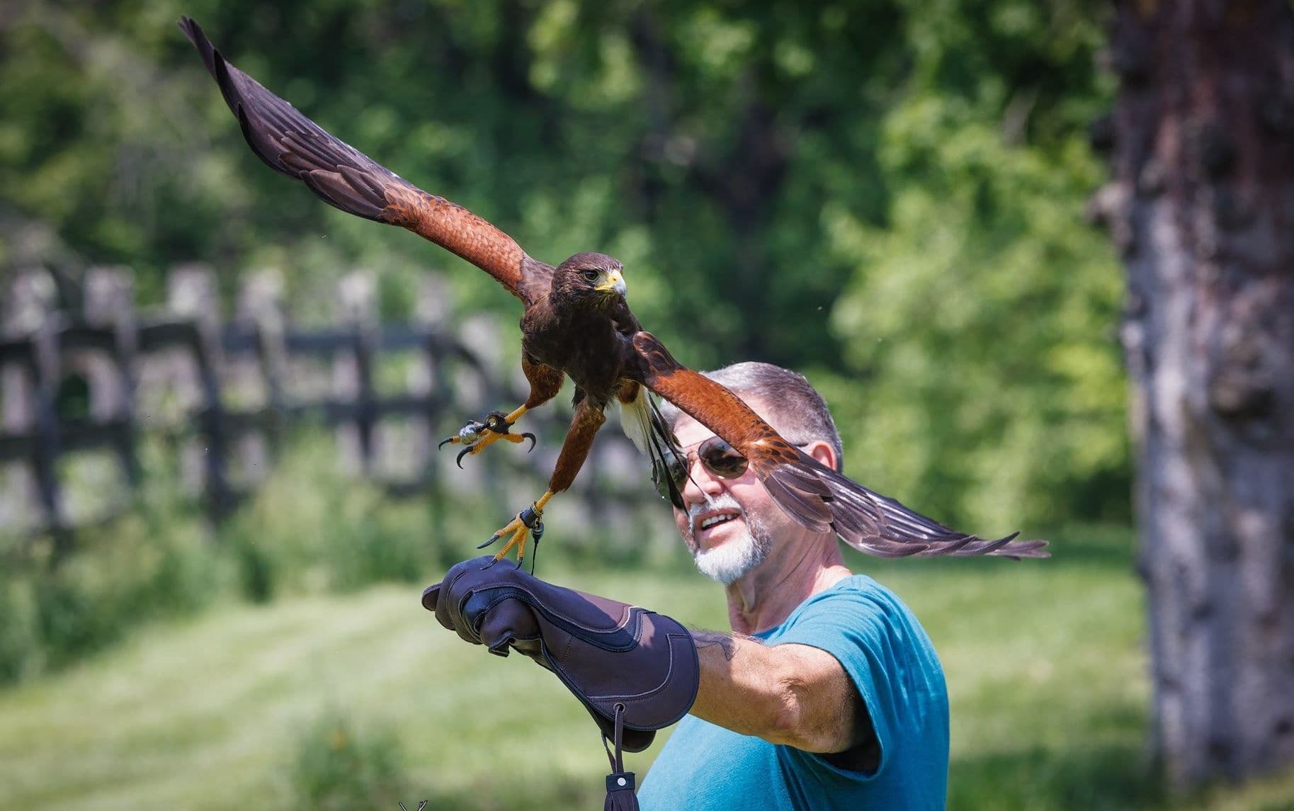 Fly with a Hawk: Private Falconry Intro in Flemington, NJ