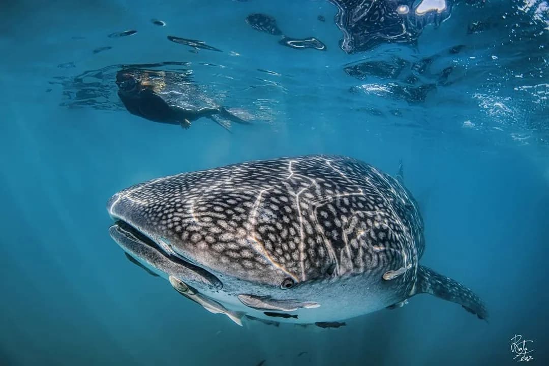La Paz Dive Trip: Explore Sea of Cortez Wonders