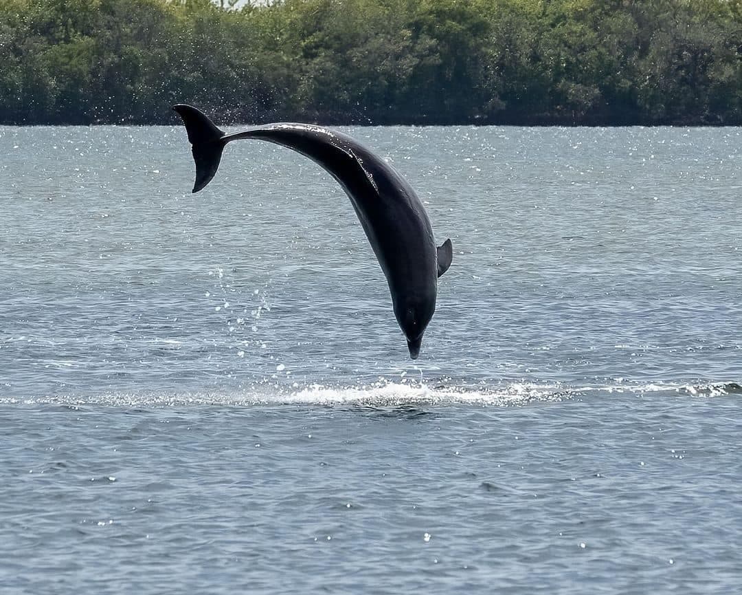 Bottlenose dolphin leaping from inlet waters, wildlife encounter