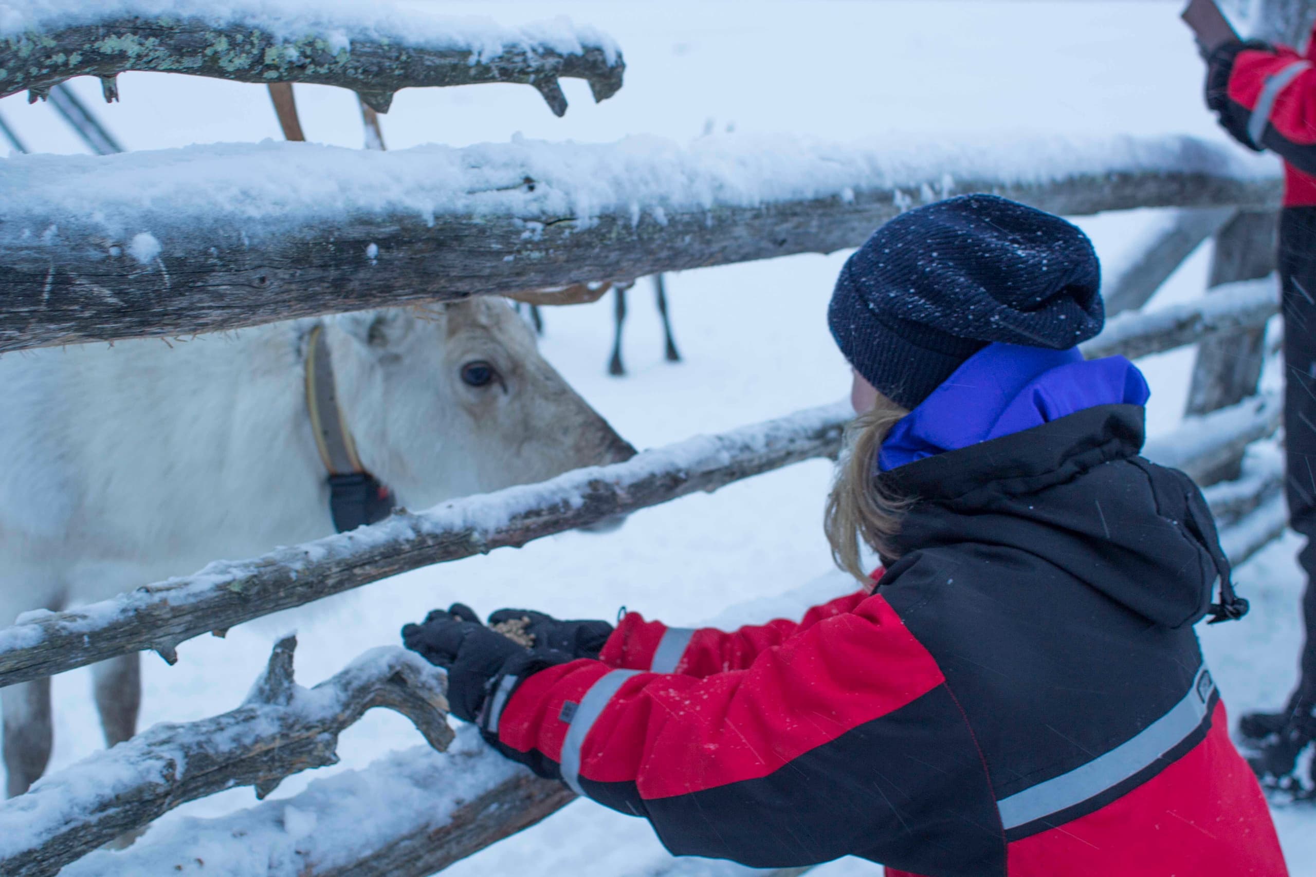 Reindeer Sleigh Rides with Pyha Safaris in Lappi