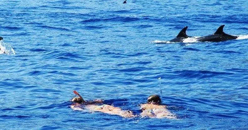 Swimming with Dolphins in Azores with Sea Adventures
