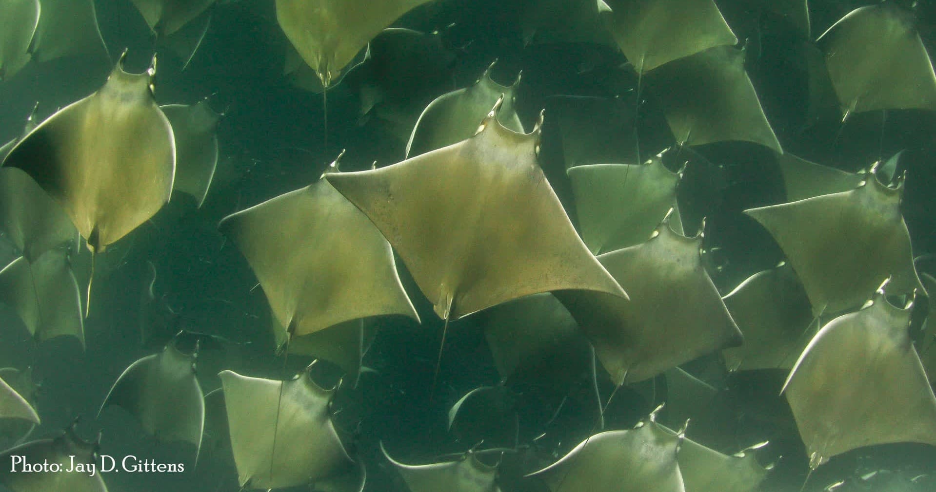 Snorkel with Mobula Rays with La Paz Divers in Baja California