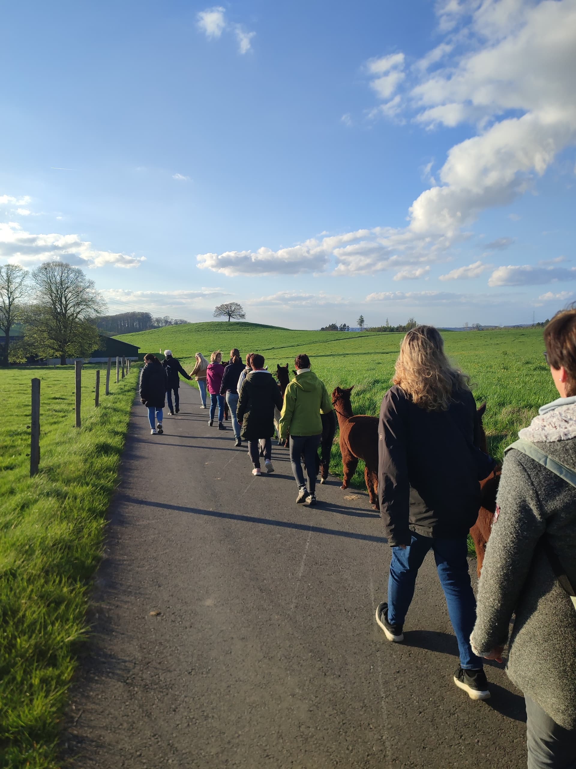 Guided alpaca walk on paved rural road at sunset