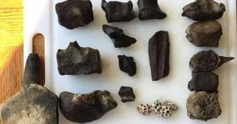 Fossil Hunting & Chesapeake Bay Adventure by Chesapeake Heritage and Paleontology Tours LLC