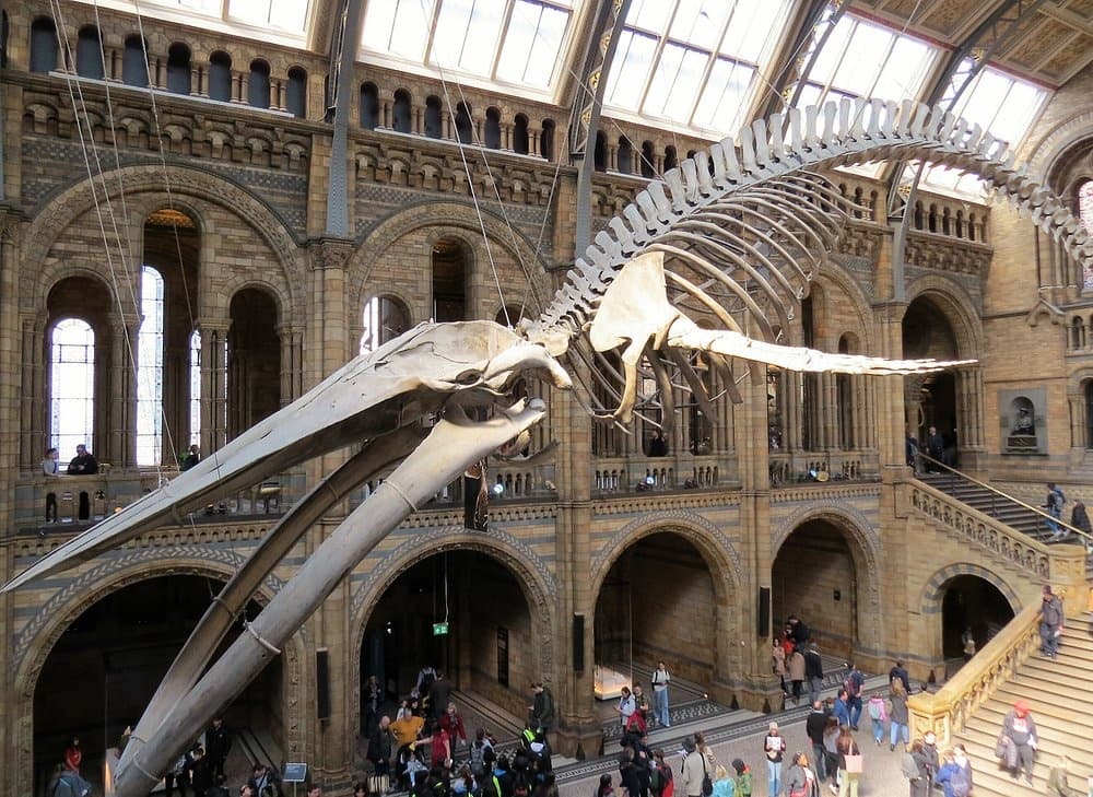 Inside Hope and Sophie: Private Guided Tour of London’s Natural History Museum photo 1