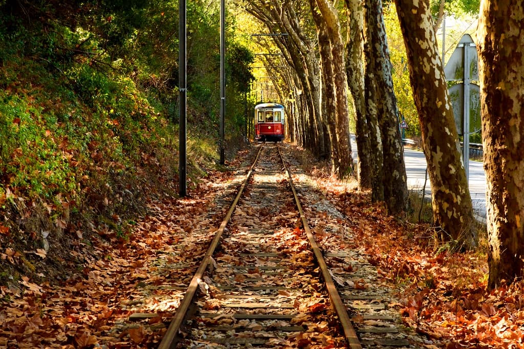 Autumn forest tram tracks leading through leafy canopy