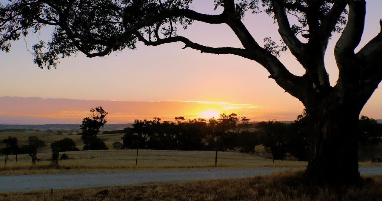 Sunset over rural vineyard landscape with silhouetted tree