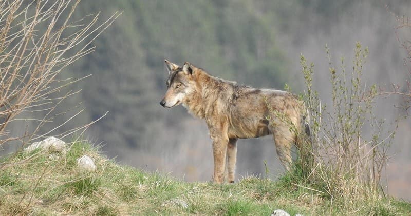 Wolf Tracking Night Walk with Ecotur in Abruzzo