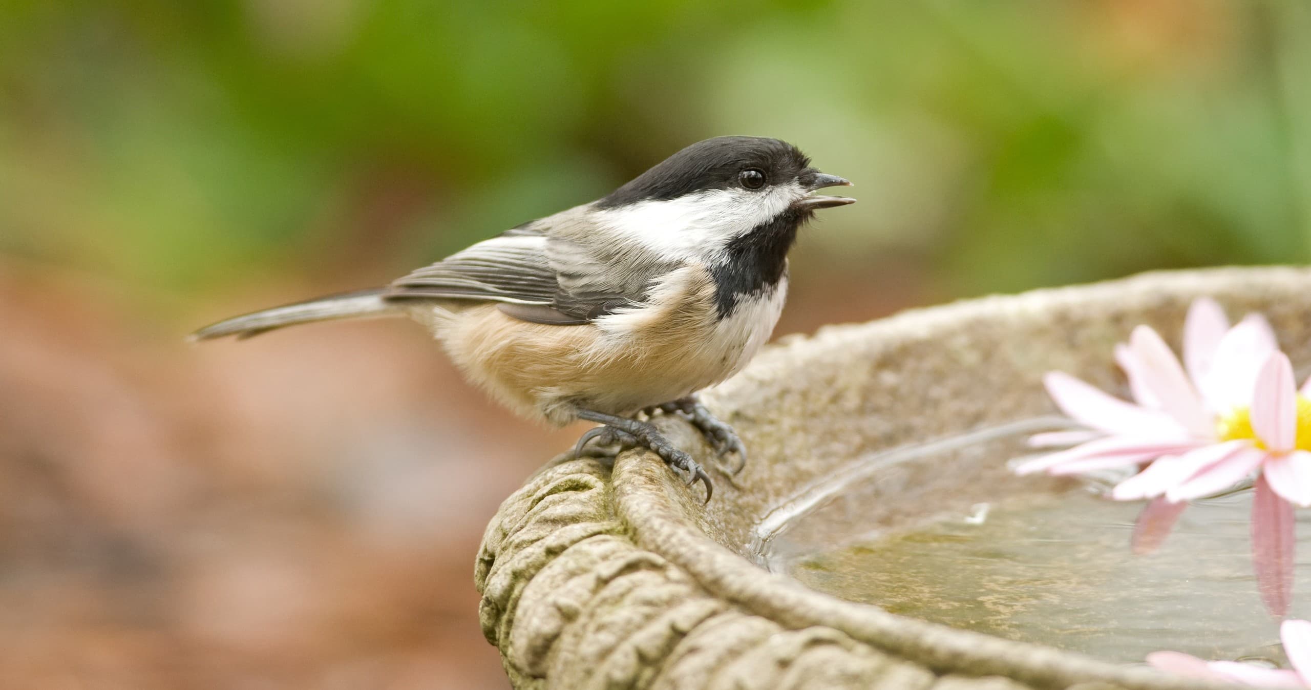 Accessible Birding at Reiman Gardens: Birdability Spring Walk in Ames, Iowa