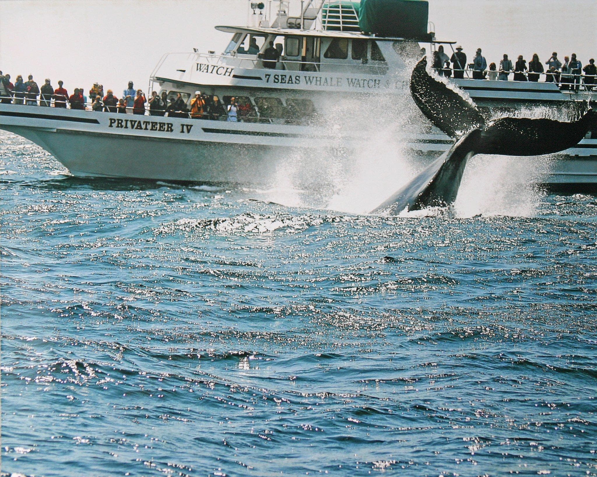 Whale-watch boat with whale tail breaching near passengers