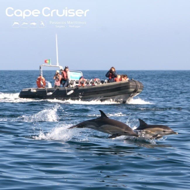 Dolphins swimming beside tour RIB, ocean wildlife cruise in action