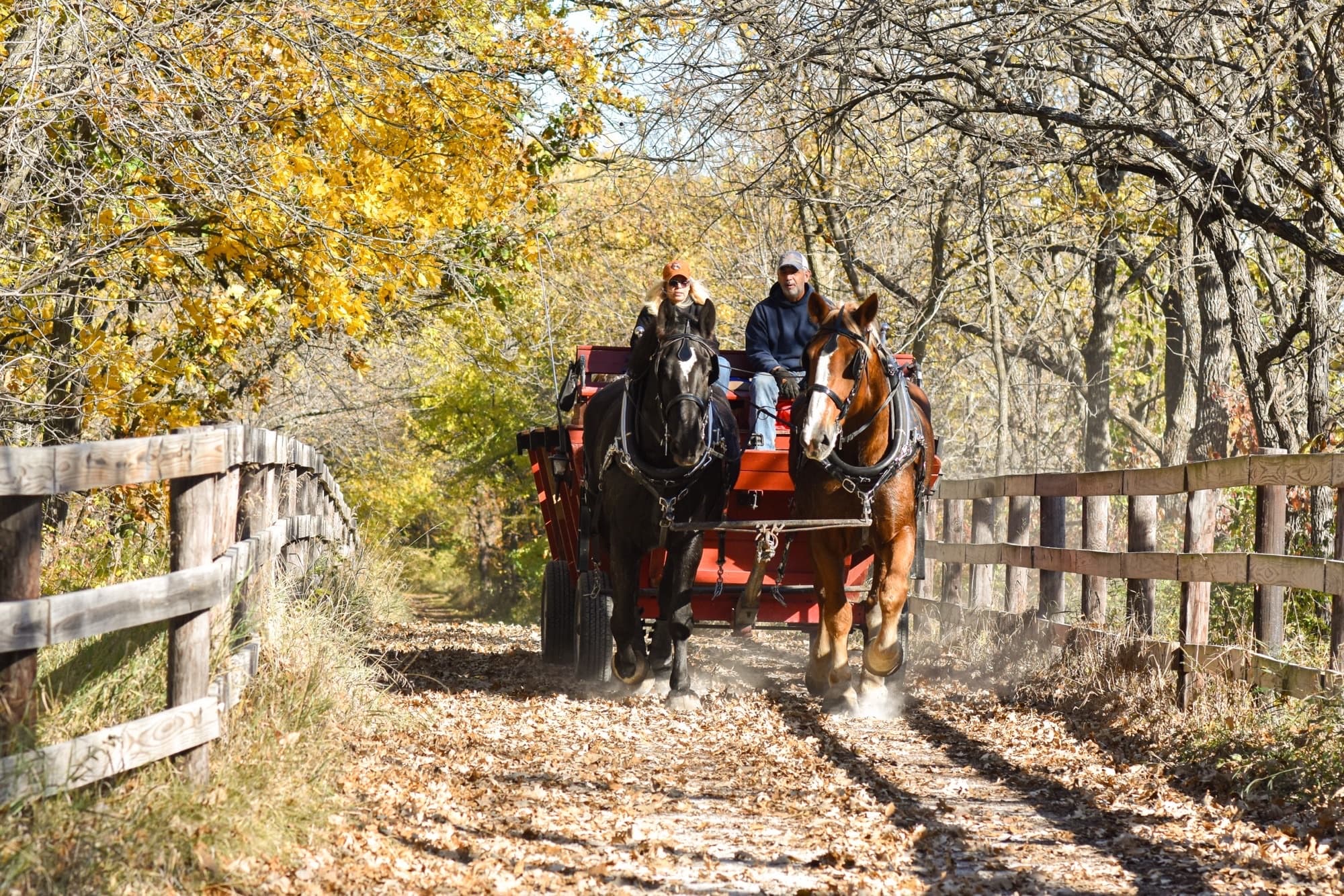 Autumn carriage ride along wooded fence trail in fall colors