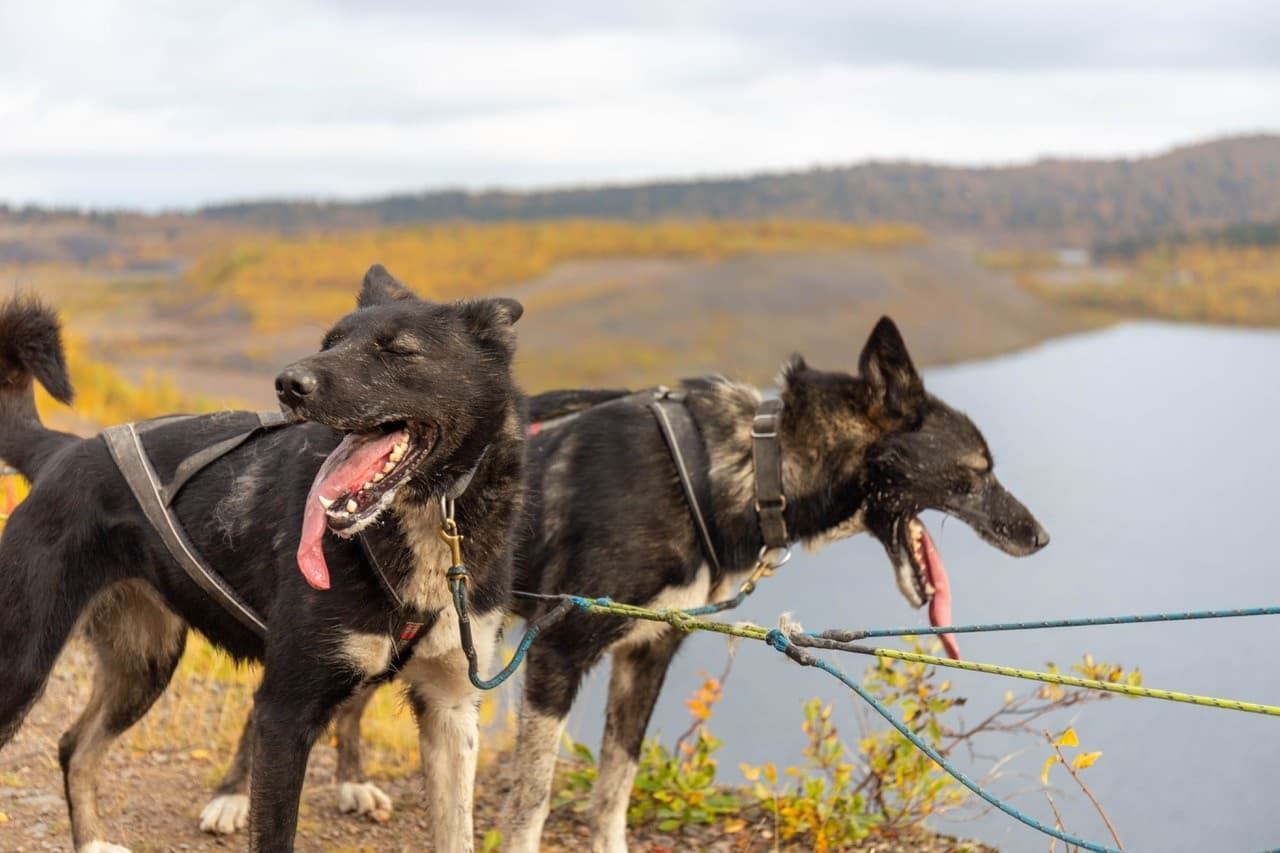 Outdoor Adventure: Husky Training Tour with Kiruna Guidetur