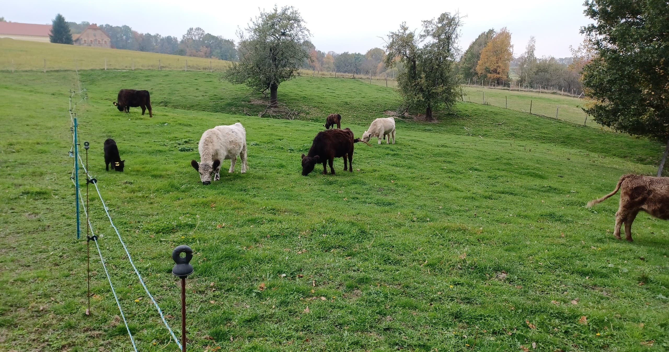 Close Encounters: Hofführung Camel, Llama & Alpaca Farm Tour in Schönau-Berzdorf photo 2