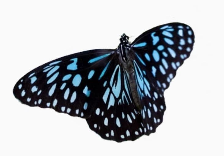 Butterfly Journey: 360° Migration Dome Film in Avalon, Catalina Island photo 3
