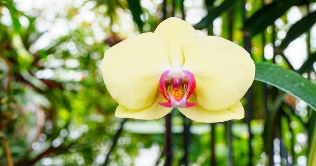 Hands-on Horticulture: Orchid Care Workshop in Miami — Repotting & Bloom Basics