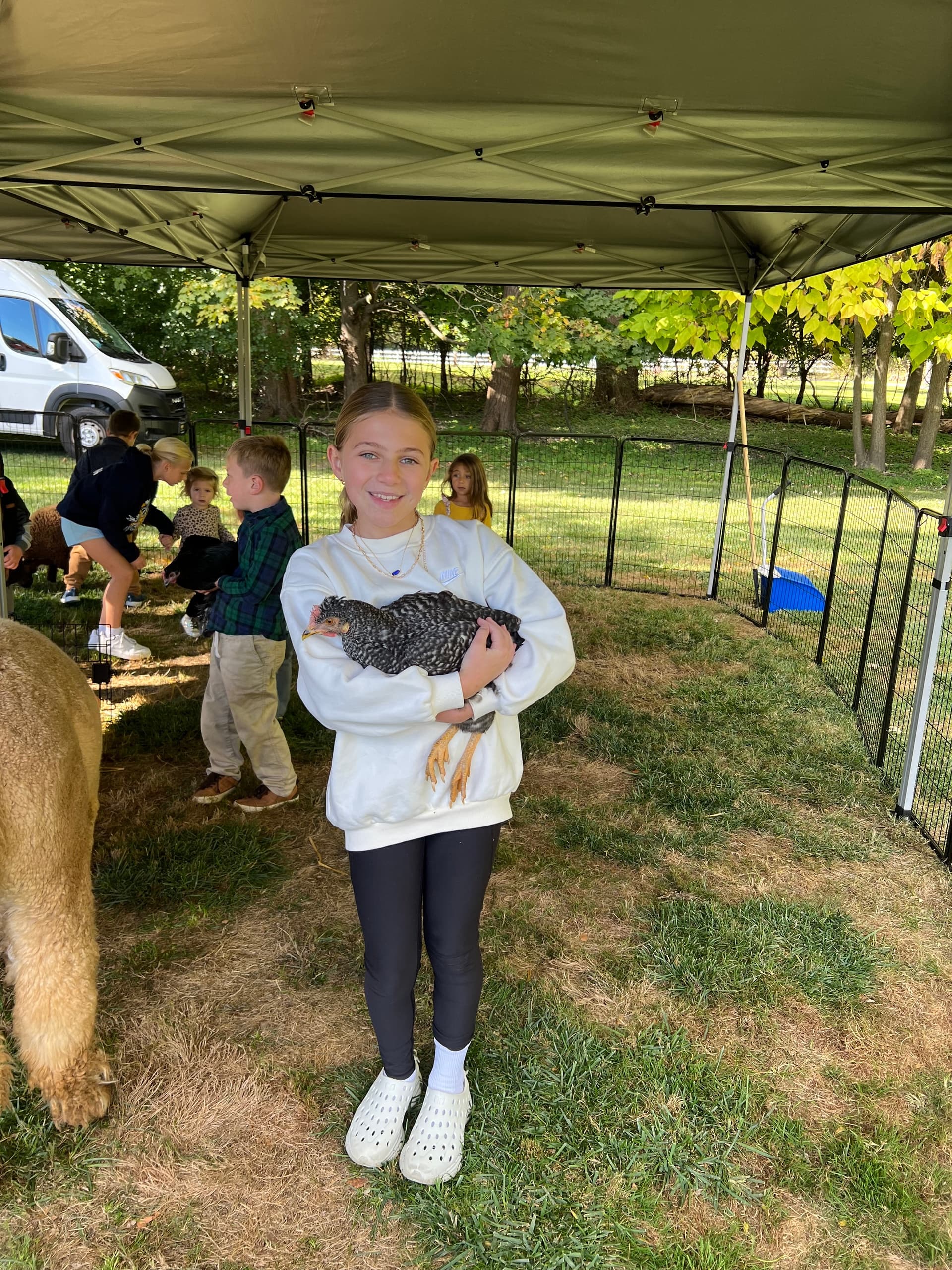 When the Farm Comes to You: Mobile Micro Mini Cow Visits in Kent, Ohio photo 4