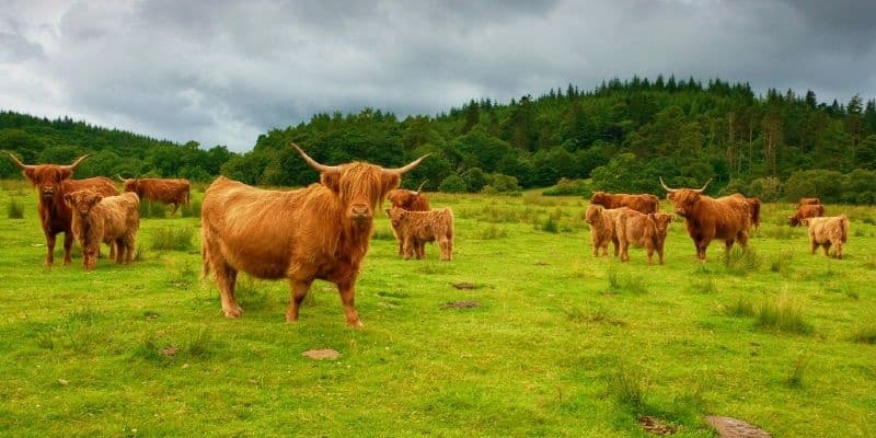 Scottish Highlands Private Day Tour with Aura Journeys