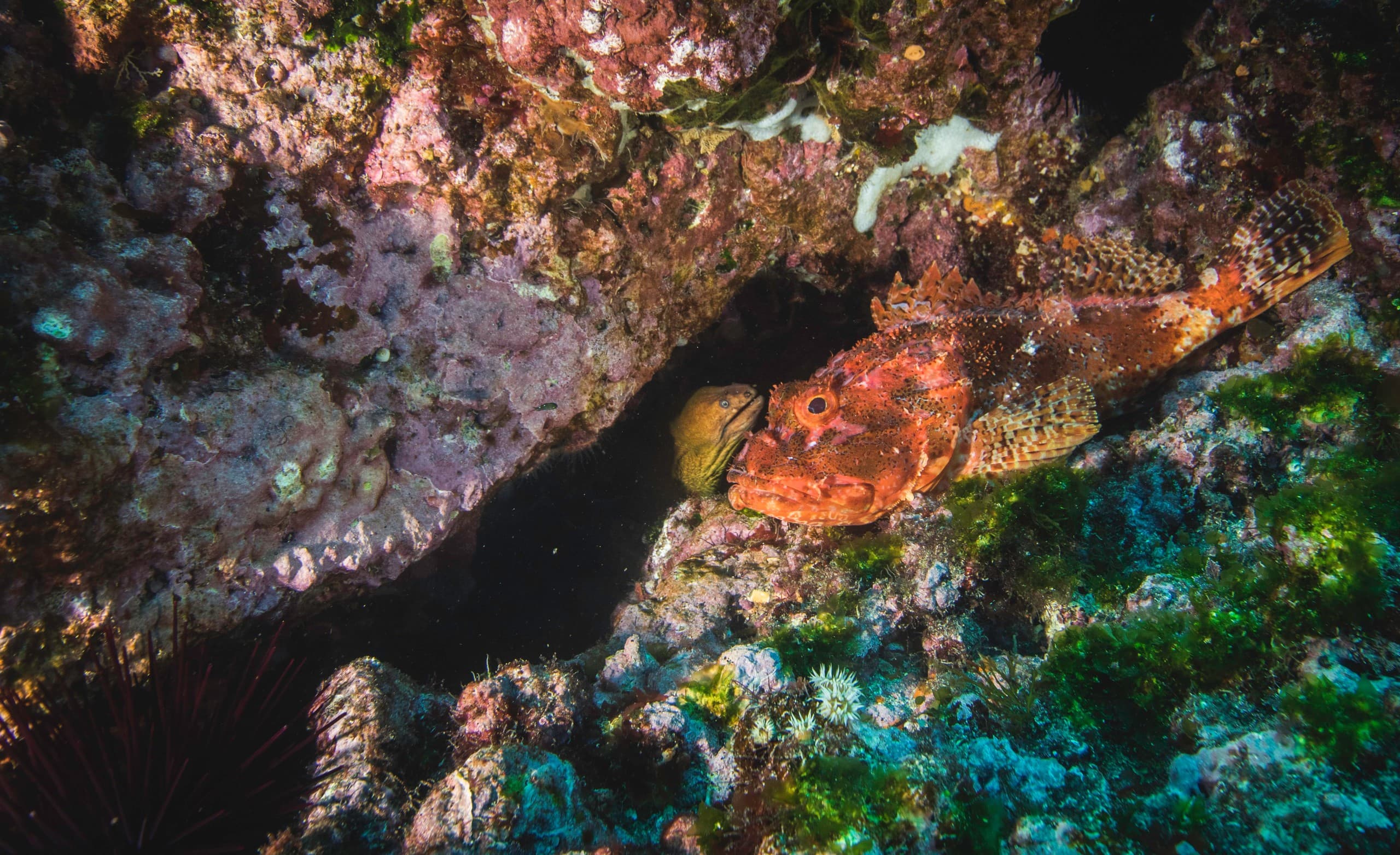 First Breath at Poor Knights: Discover Scuba Dive from Tutukaka photo 1