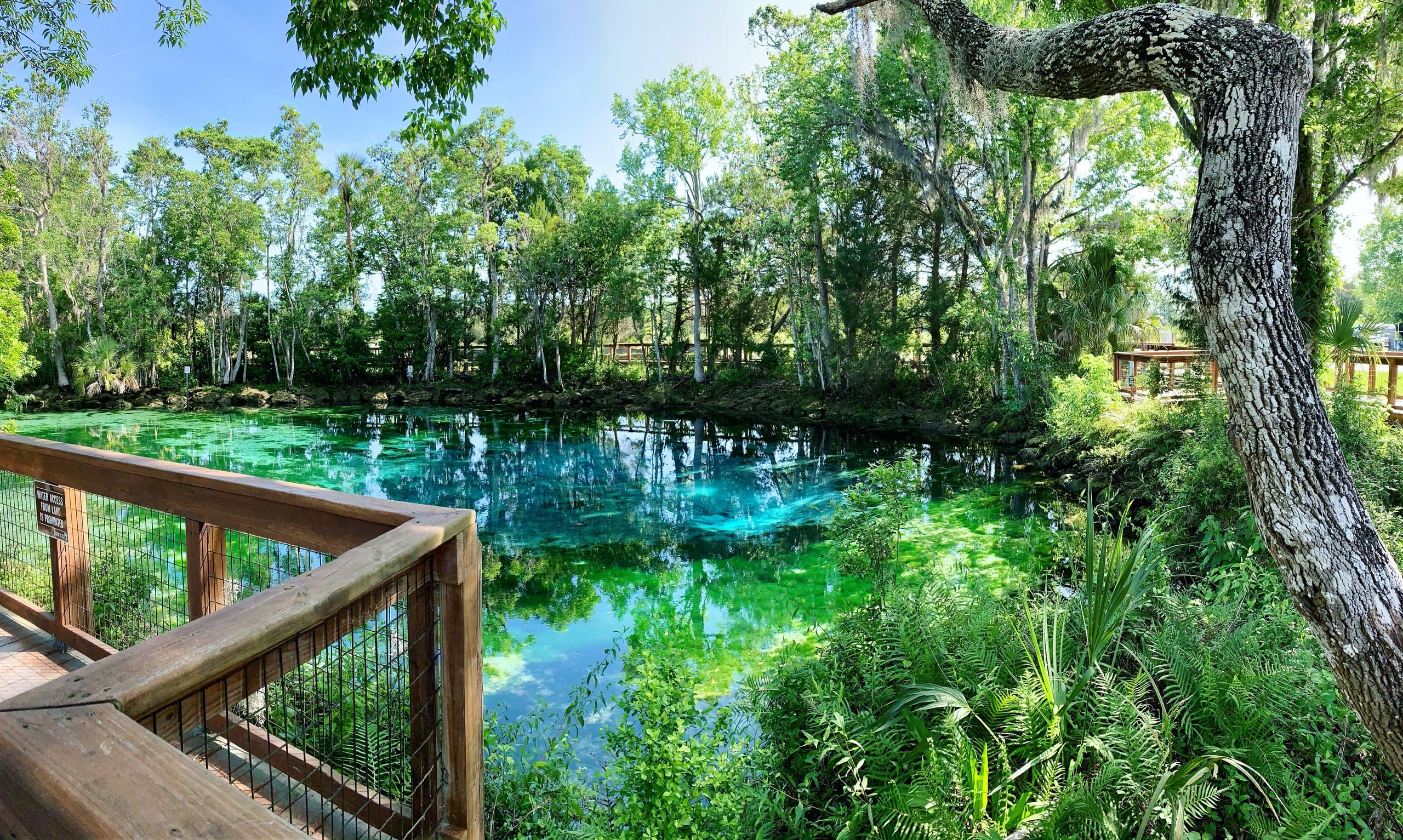 Manatee Viewing & Nature Trails at Three Sisters Springs