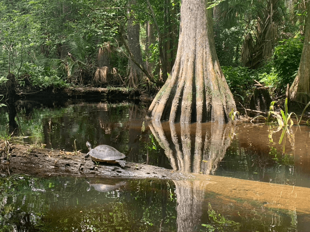 One Hour Kayak & Canoe Rental at Riverbend Park, Jupiter