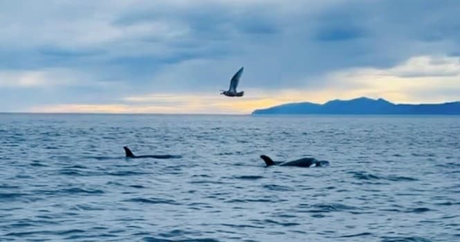 Orcas swimming off a coastal seascape with seabird overhead