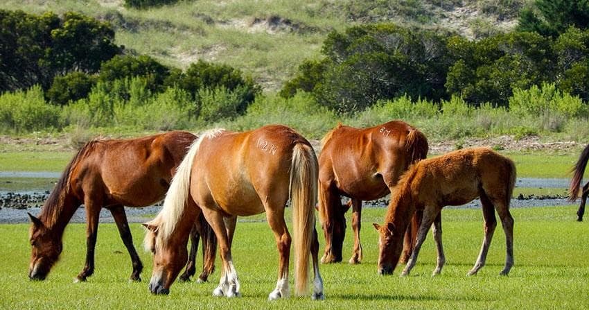 Explore Shackleford Banks: Wild Horses and Coastal Shelling Adventure in North Carolina