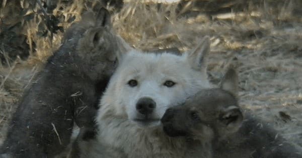 Wolf Conservation Tour at California Wolf Center in Julian