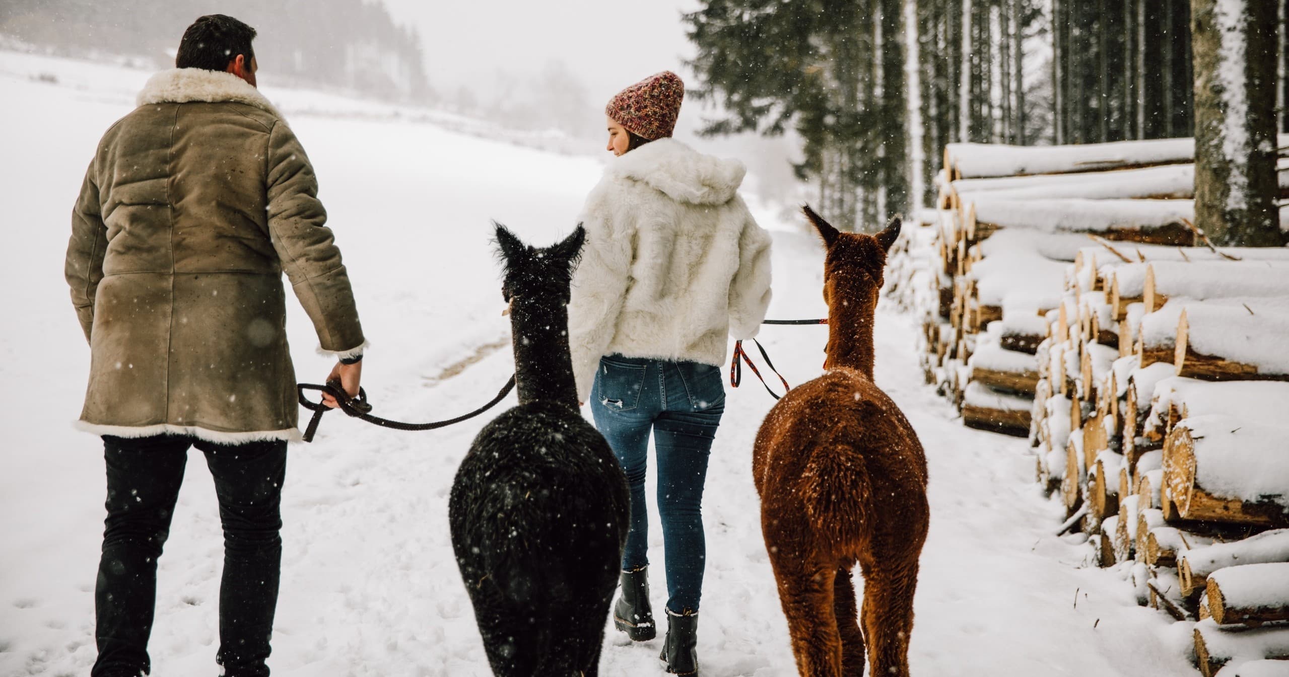 Winter Alpaca Glühwein Hikes with Hochsauerland Alpakas