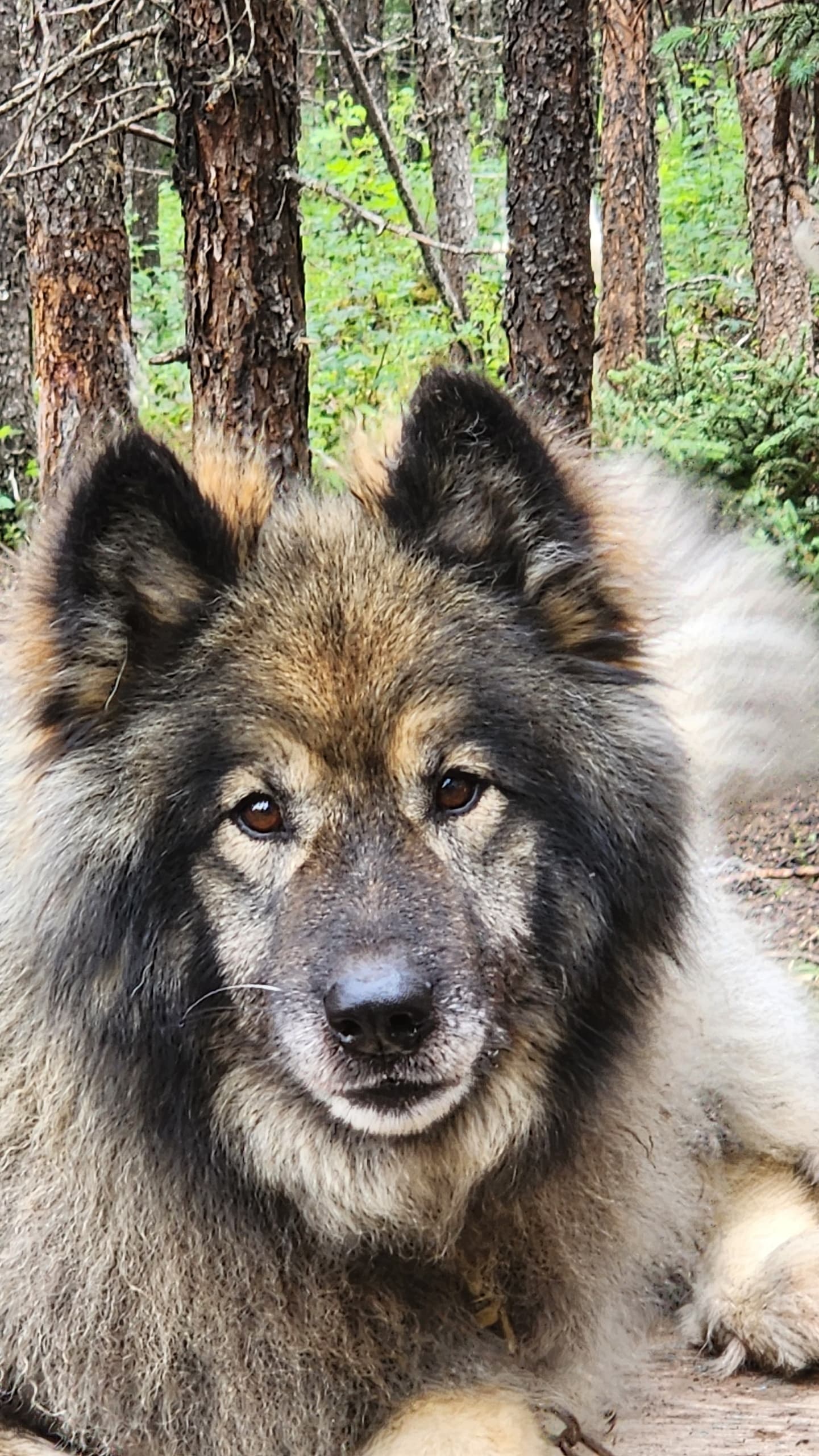 Close-up fluffy sled dog resting in boreal forest campsite