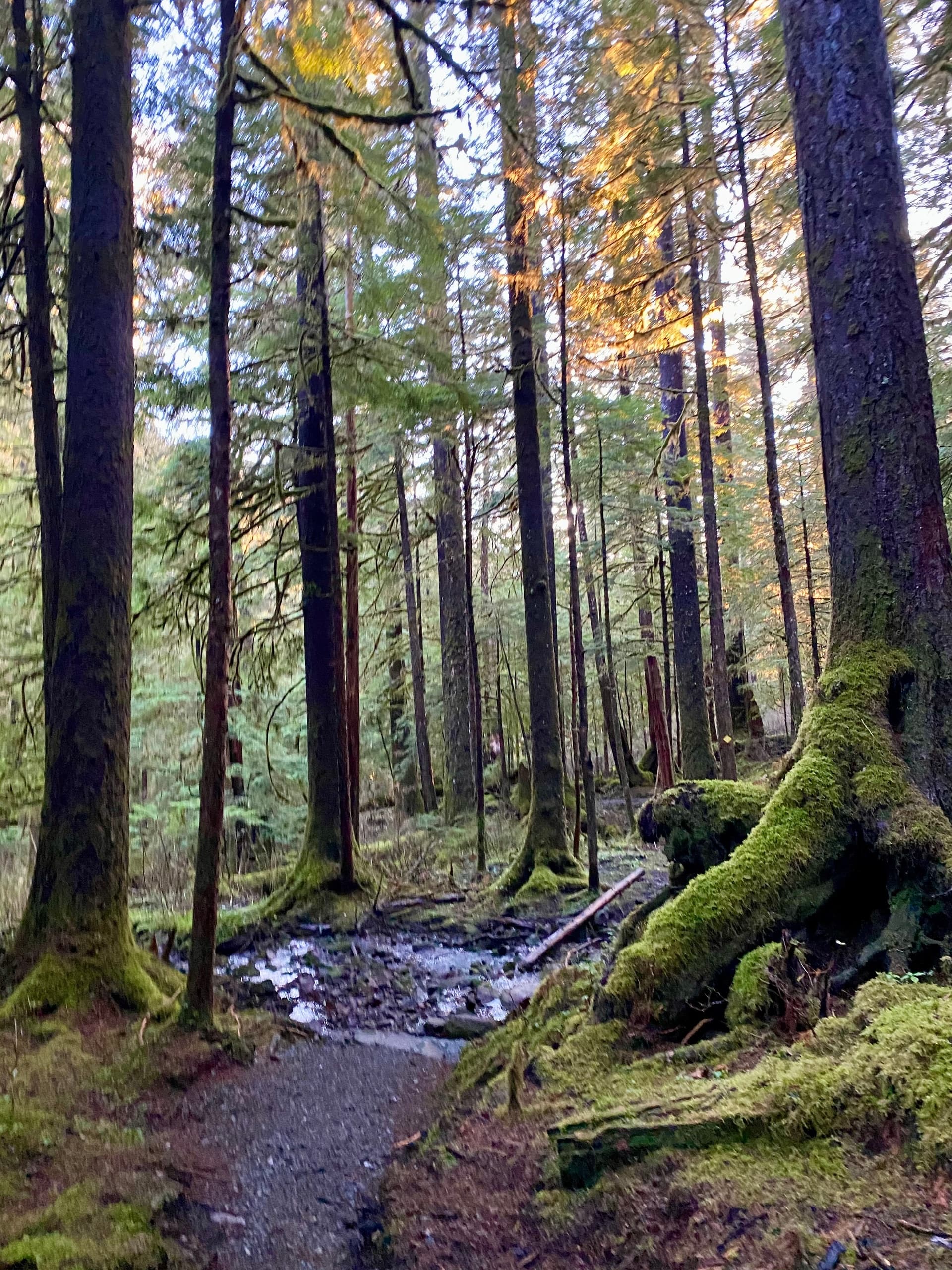 Hiking at Lunch Creek with Island Girl Hiking Co. in Ketchikan