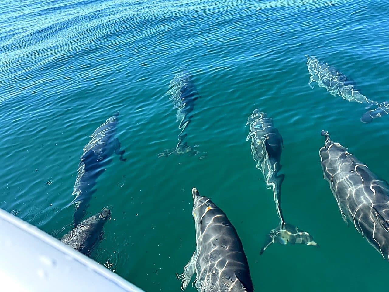 Morning Dolphins & Donuts Cruise on Anna Maria Island