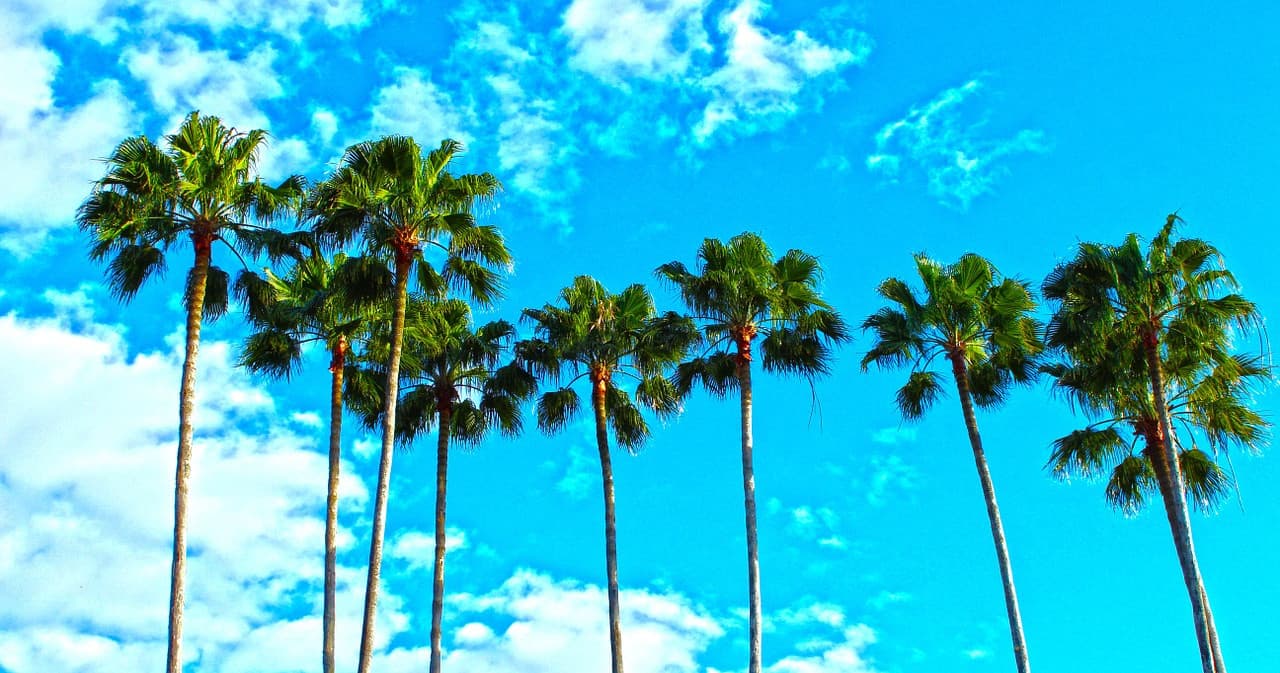 Tall palm trees against bright blue sky in coastal setting
