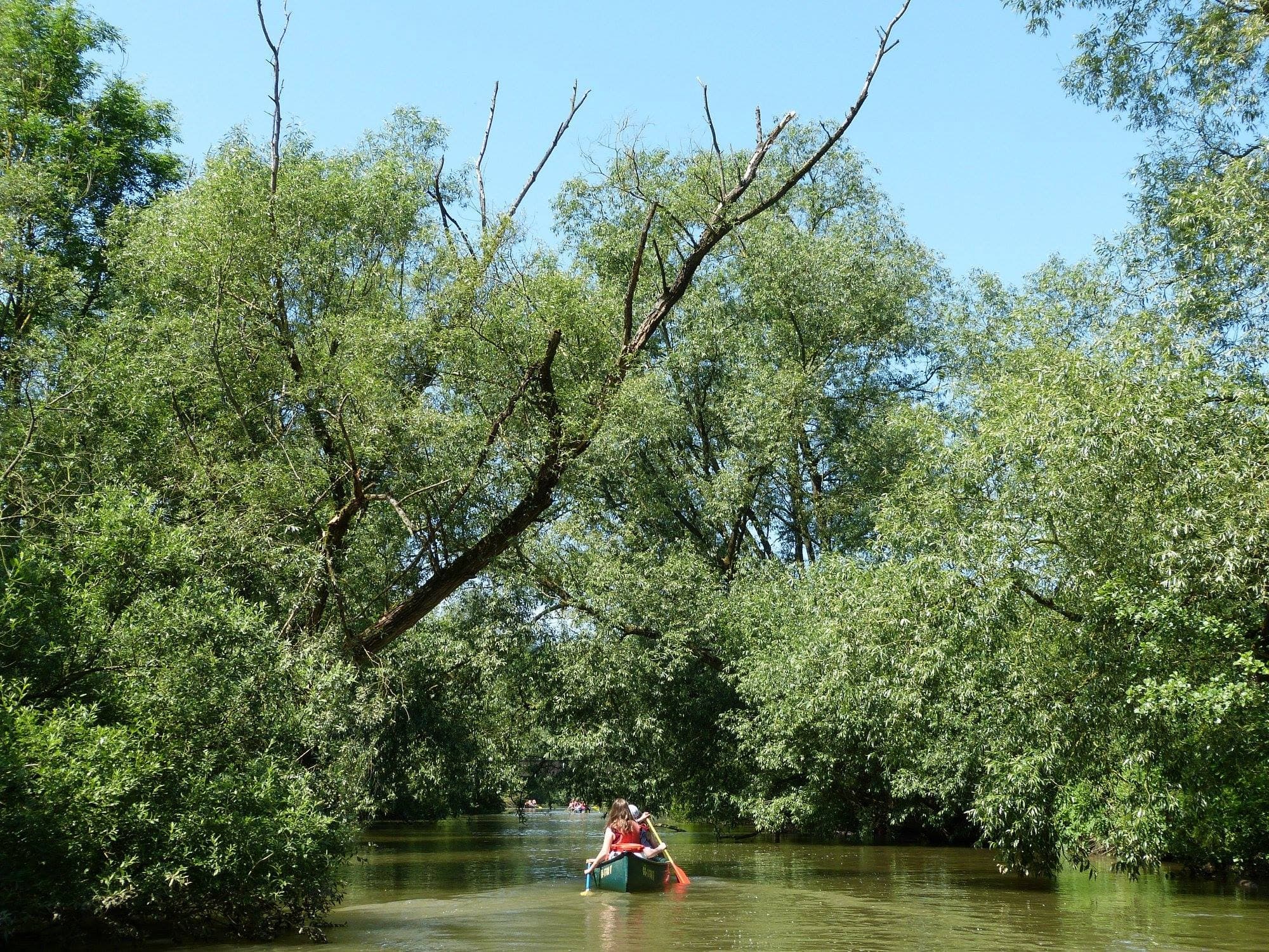 Drift and Dip on the Diemel: 7 km Beginner Paddle from Trendelburg