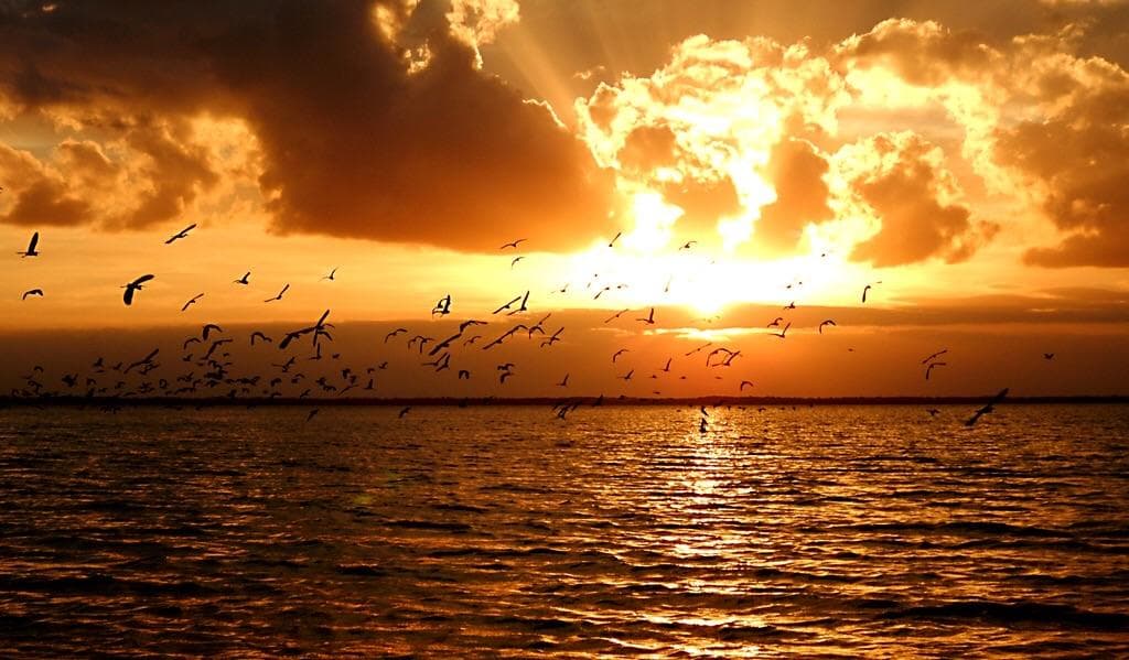 Sunset over ocean with seabirds above open water at dusk