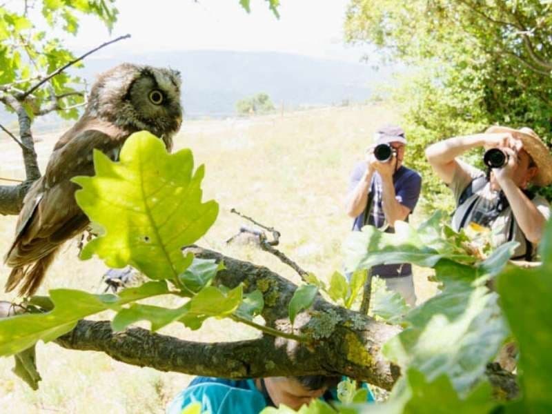 Wild owl perched on oak branch with photographers in meadow