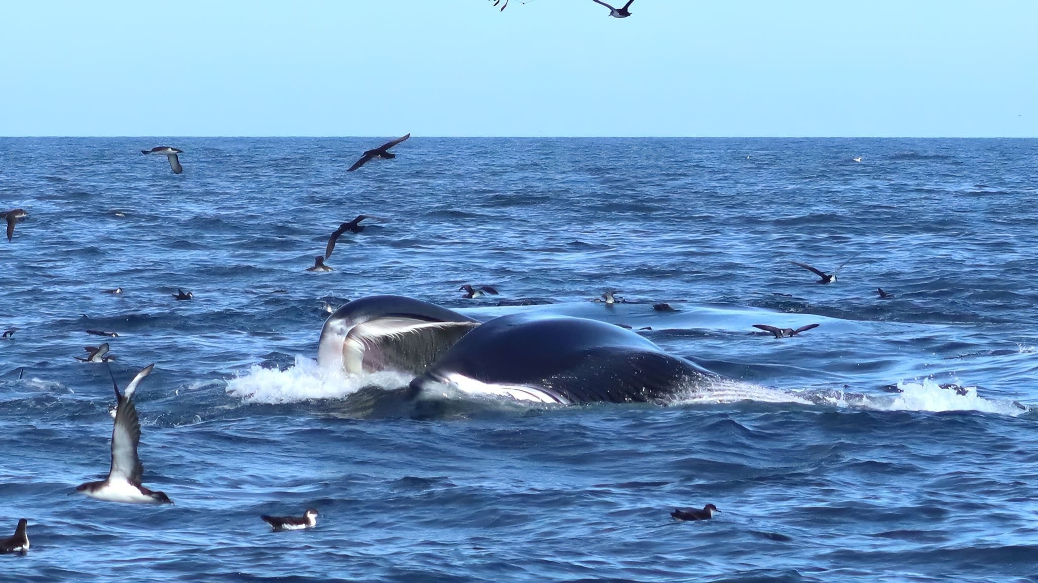 Offshore Whale Cruise with AK Wildlife Cruises in Falmouth
